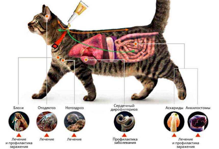 Как кошка переносит котят: негативные последствия