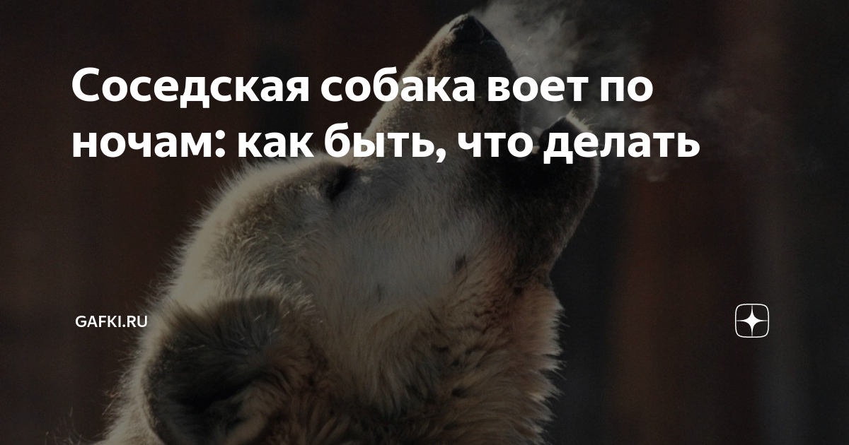 Почему воет собака. причины, способы отучения