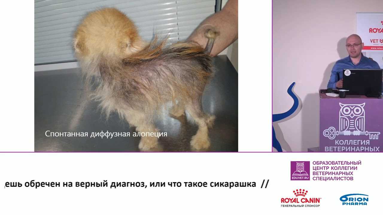 Почему собака может лысеть и чесаться: распространенные причины проплешин