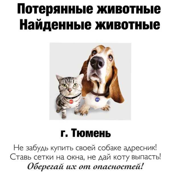 Превентивные меры, позволяющие уберечь вашу собаку. что делать, если потерялась собака? (инструкция к действию) где искать потерянную собаку