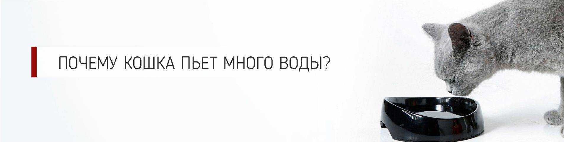 Почему кошка не пьет воду, причины и решения проблемы, видео инструкция