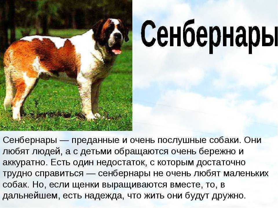 Сенбернар