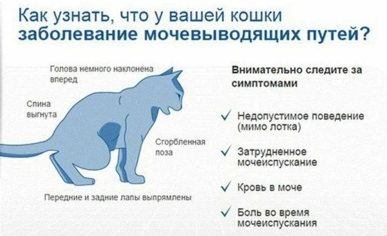 Цистит у кота: симптомы и лечение кошек в домашних условиях