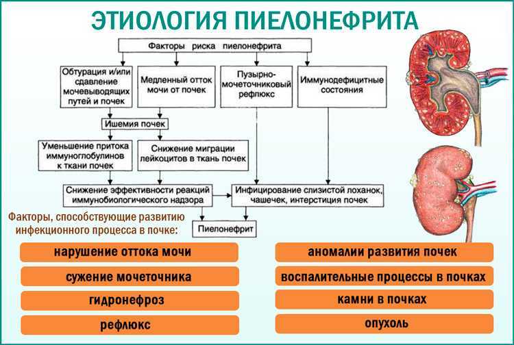Хроническая почечная недостаточность у кошек: симптомы. диагностика. лечение