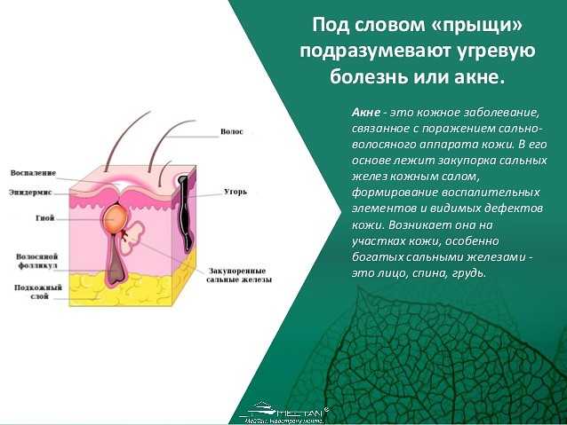Что представляет собой акне у кошек и как его лечить