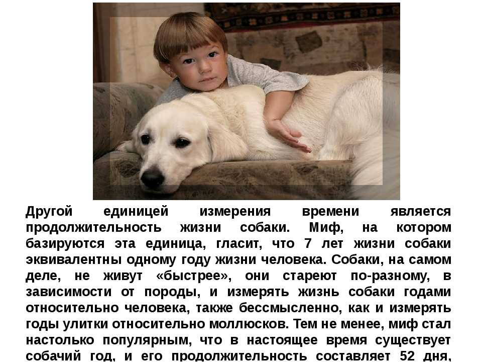 Дворняга (собака): описание, уход, воспитание