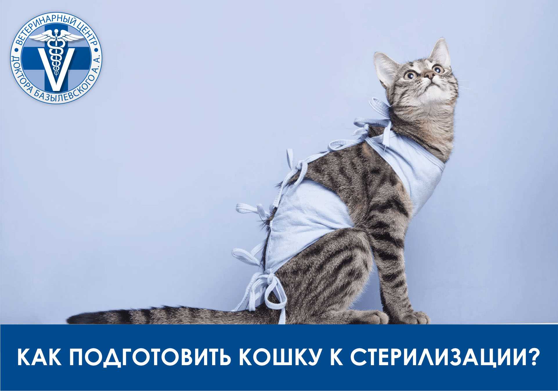 Уход за кошкой после стерилизации: особенности рациона, купания и обработки ран