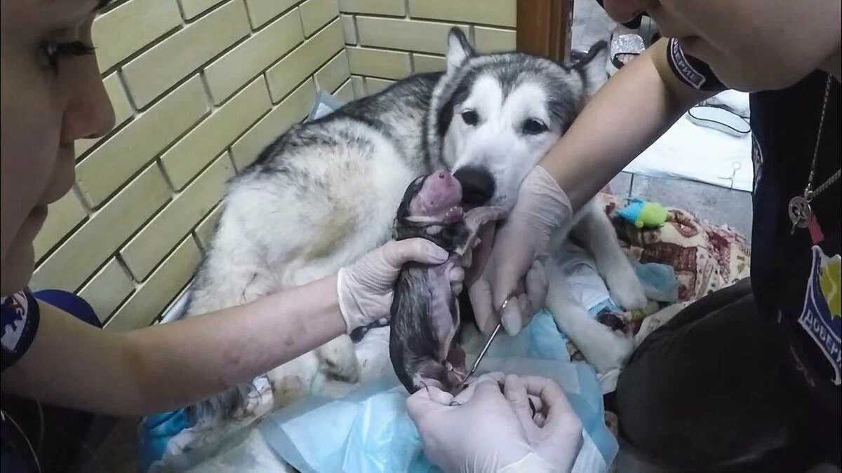 Роды у собаки: признаки, как принимать, условия родов