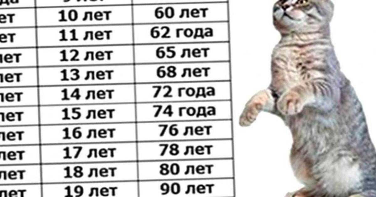 Кошки-долгожители: рекорды россии и мира » кошка ветра