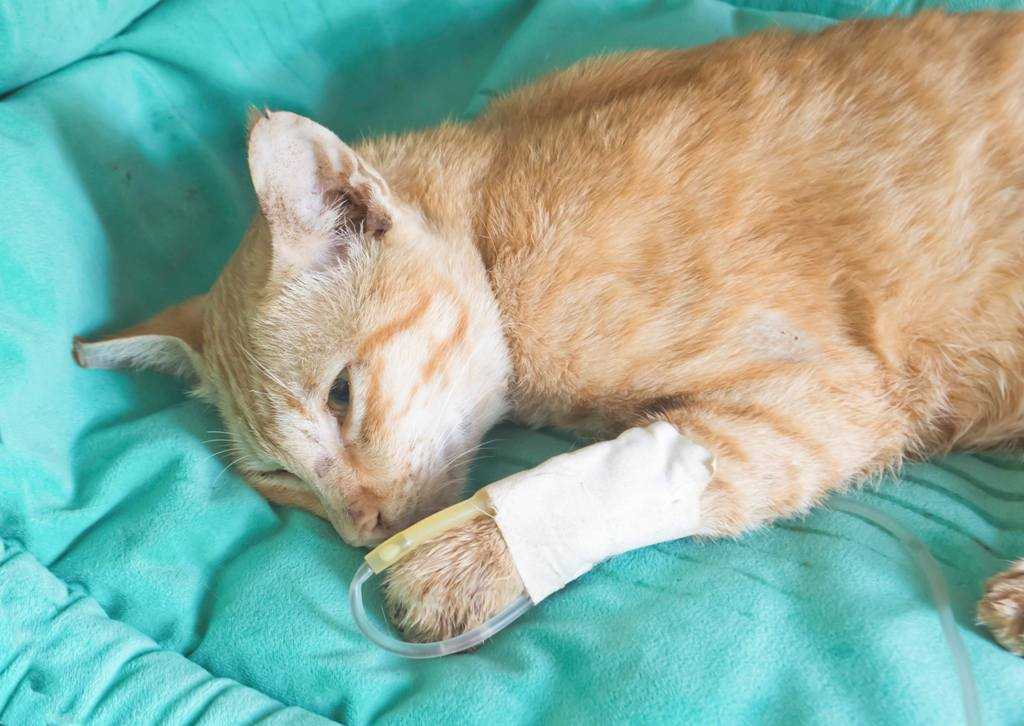 Панлейкопения кошек (кошачья чумка)