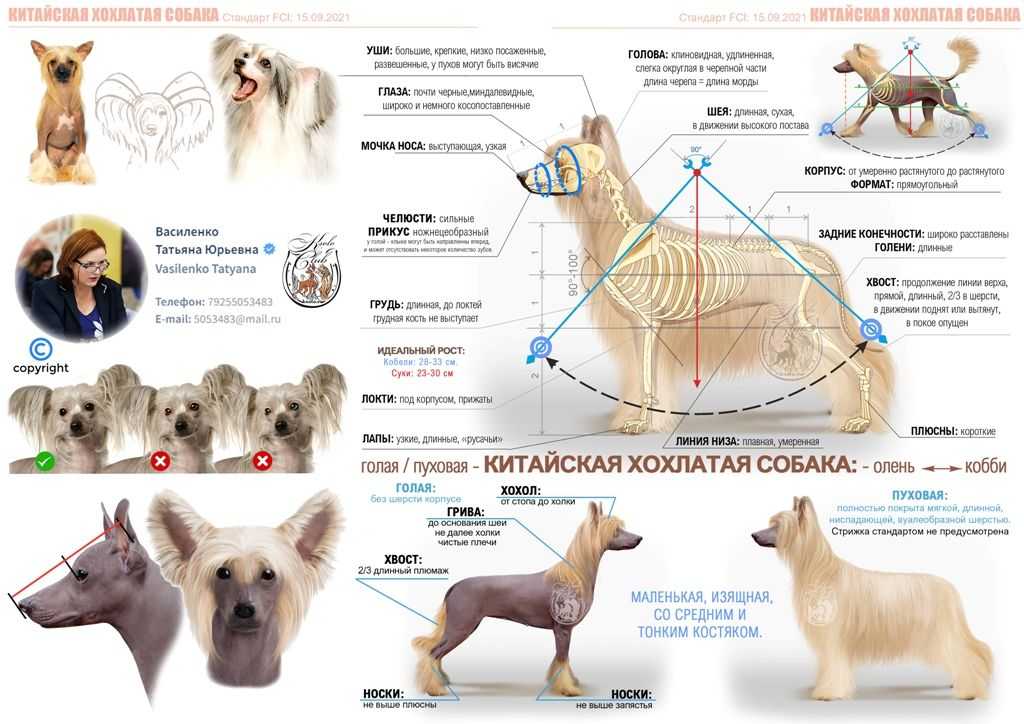 Китайская хохлатая собака: размер и описание, особенности ухода