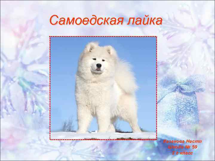 Самоед (самоедская собака): полное описание породы с фото и видео