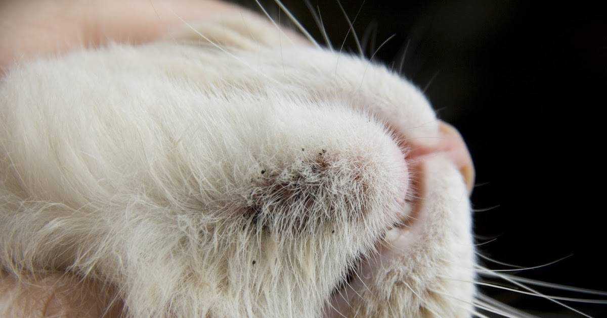 Акне у кошек на подбородке: лечение, причины, фото, симптомы