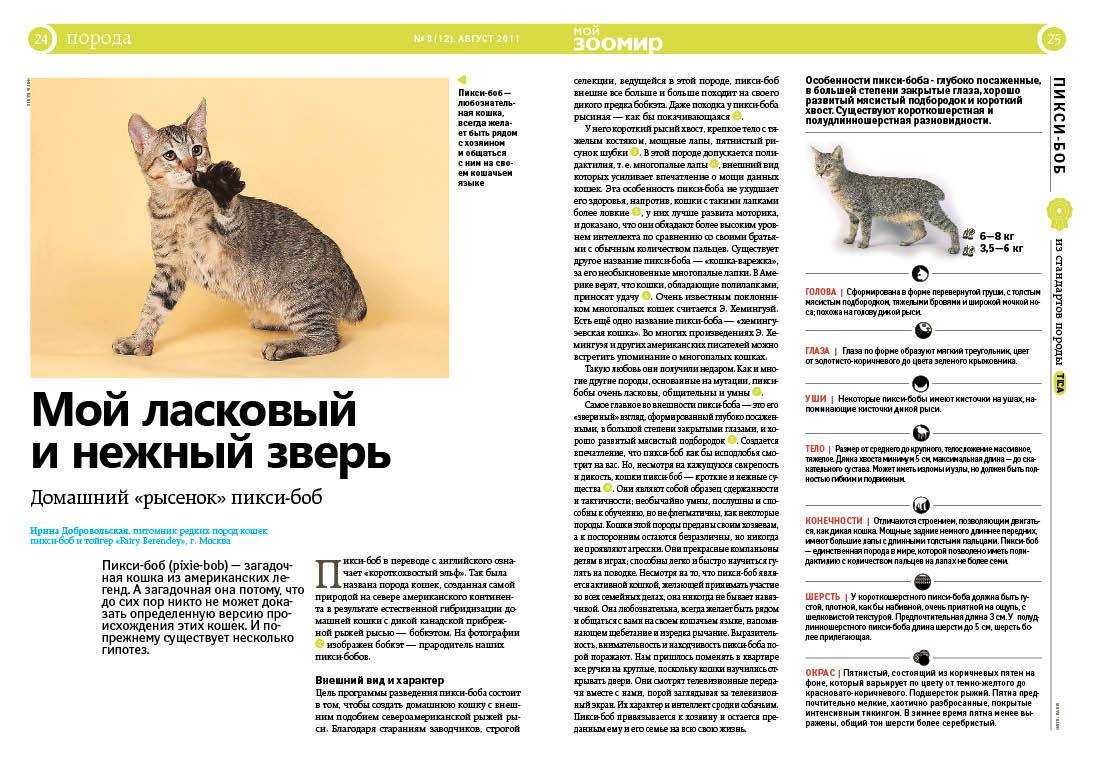 Кошки без хвоста: названия пород, их описания и фото