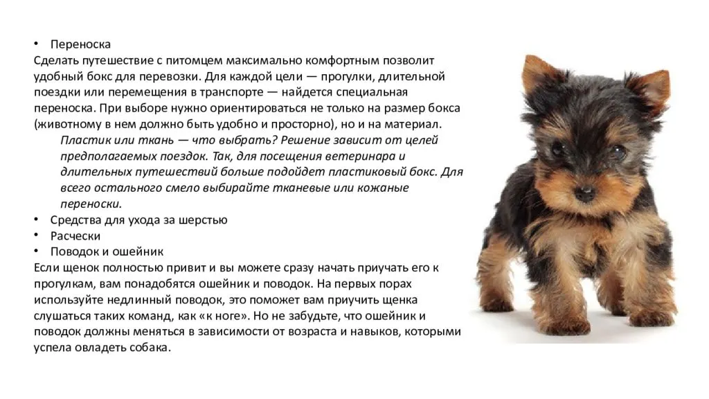 Йоркширский терьер (йорк): характеристика и описание породы