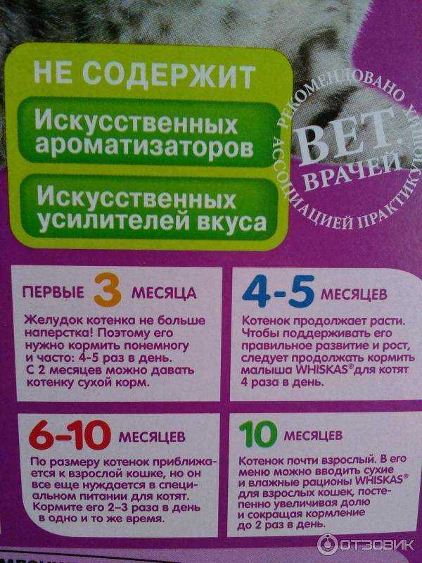 Чем лучше кормить котенка: натуралкой или кормом?
