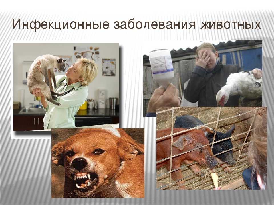 Чем можно заразиться от собаки: общие болезни для человека и собак