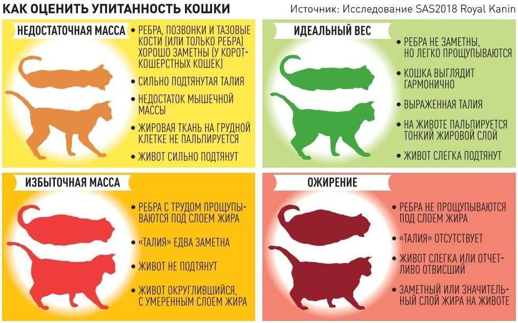 Толстый кот: причины ожирения - кот, пёс и я