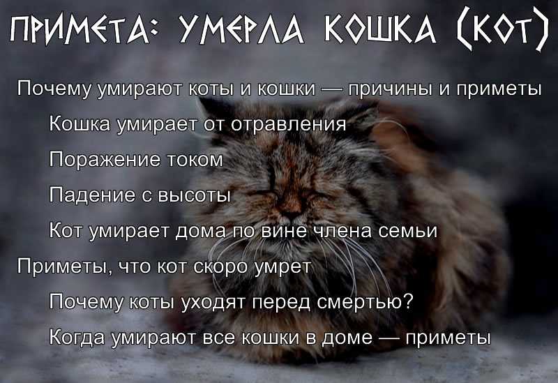 Почему кошки умирать уходят из дома: причины и правила поведения | звери дома