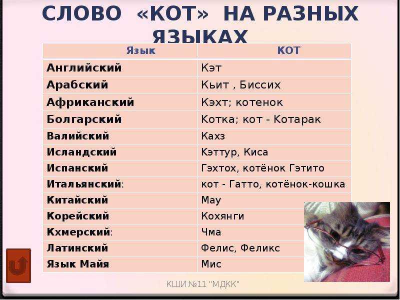 Имена для котов и кошек: список красивых, легких, популярных, современных, редких кличек