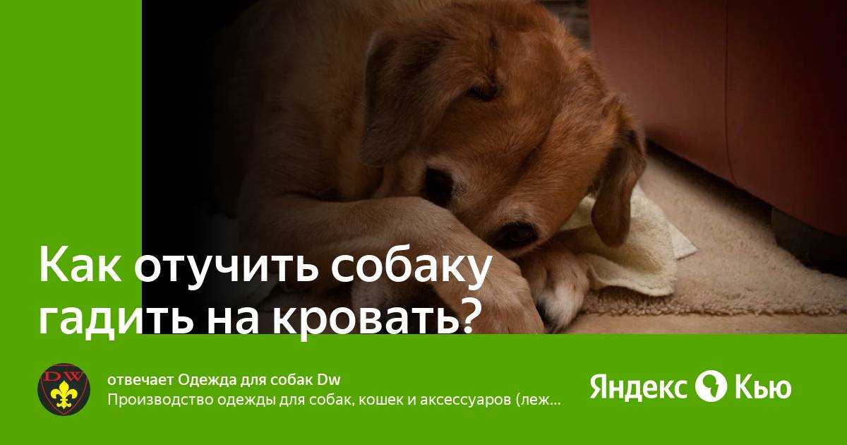 Как отучить собаку гадить в неположенном месте: совет специалиста