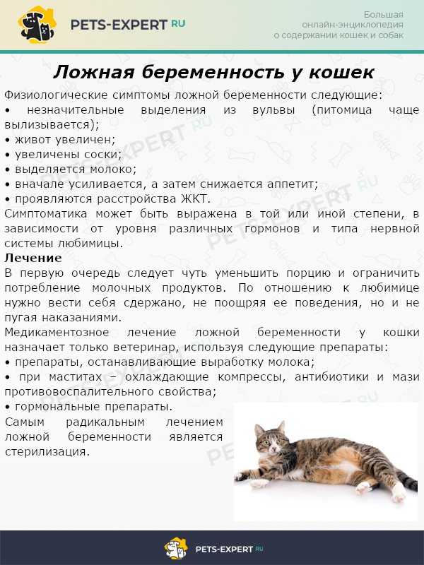 Ложная беременность у кошки | блог ветклиники "беланта"