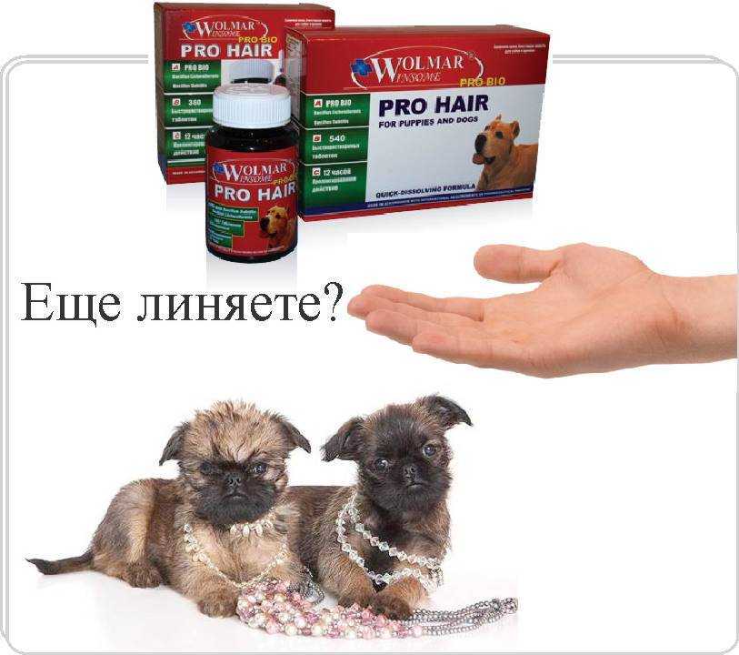 Запор у собаки и симптомы что делать в домашних условиях, чтобы облегчить состояние питомца