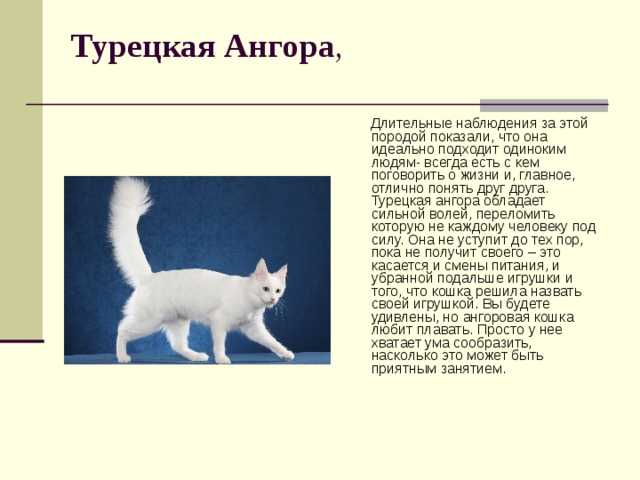 Турецкая ангора (ангорская кошка): описание породы, характер, отзывы (с фото)