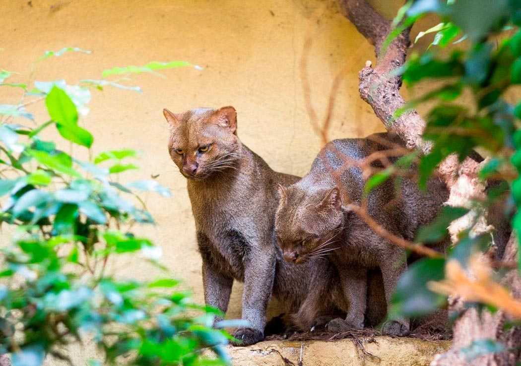 Калимантанская дикая кошка — с надеждой на лучшее