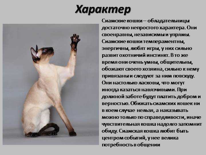 История сиамской кошки