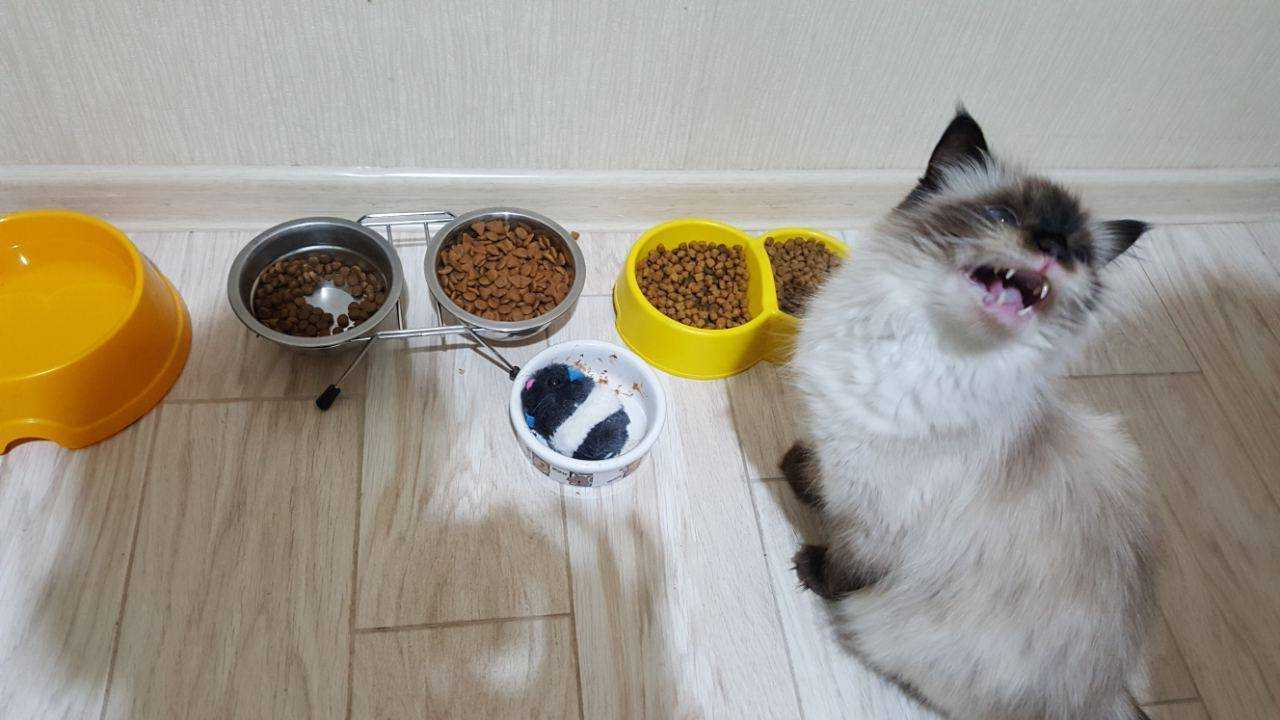 Что делать, если кот не ест 😿: возвращаем аппетит