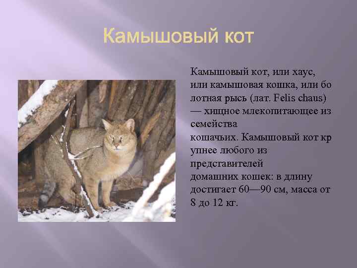 Фото камышовых котов: все о породе, характере, содержании