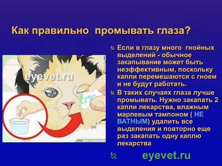 Уход за глазами кошки: хлоргексидин, борная кислота и раствор фурацилина для промывания