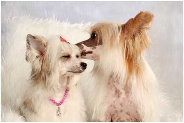 Китайская хохлатая собака 🐶 — особенности питания и ухода породы голая китайская хохлатая собака, кхс на pet guide🐾