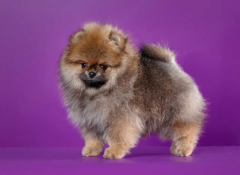 🐶породы собак похожие на лис: топ-20 с названиями, описанием и фото