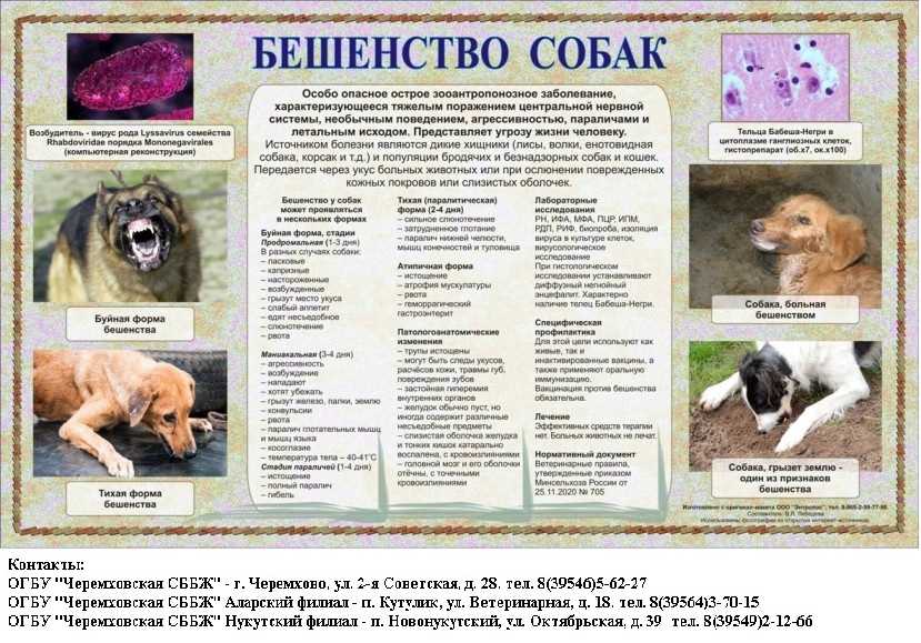 Основные причины заболеваний у собак. что делать, если ваша собака заболела? признаки, симптомы заболеваний?