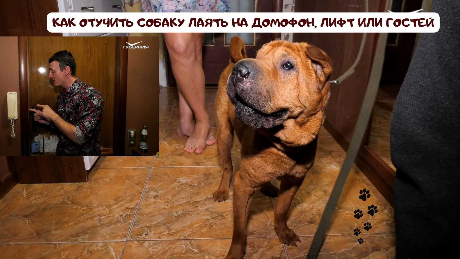 5 способов отучить собаку гадить дома: от щенка до взрослой собаки