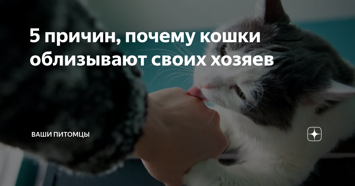 Как кошки выражают свою любовь к хозяевам - кот, пёс и я