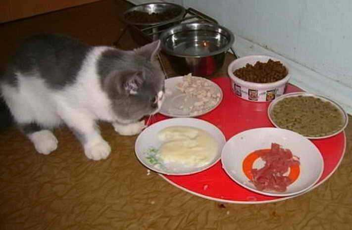 Болезни из-за которых ваша кошка стала худеть