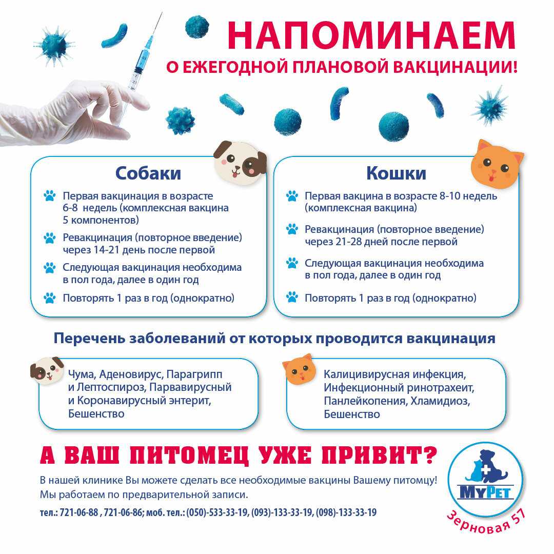 Прививка от токсоплазмоза: вакцина для людей, животных