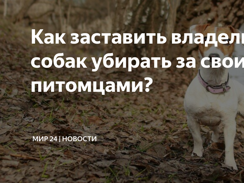 Как заставить хозяев убирать за своими питомцами - парламентская газета