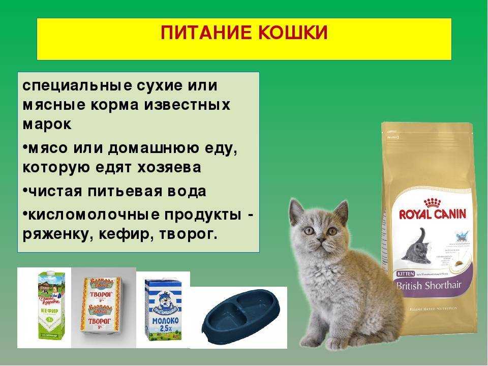Котят что рано отлучены от груди ветеринары рекомендуют кормить молоком Royal Canin Такой продукт можно давать вплоть до достижения питомцем 8 ми месяцев Молоко насытит растущий организм всем необходимым