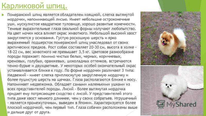 Карликовые собаки для квартиры