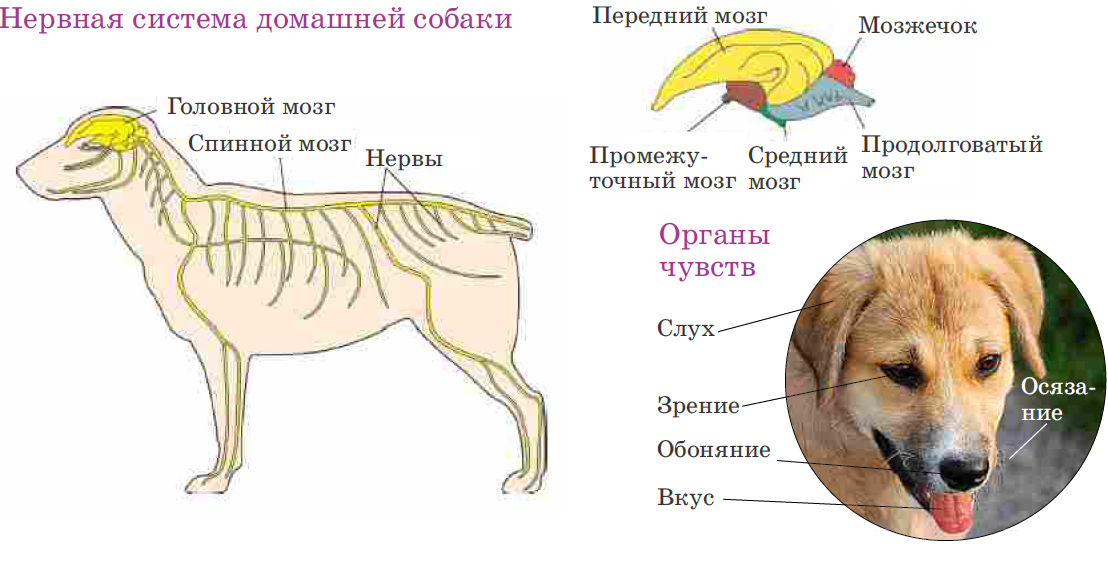 Неврологические заболевания у собак - симптомы, лечение, препараты, причины появления | наши лучшие друзья