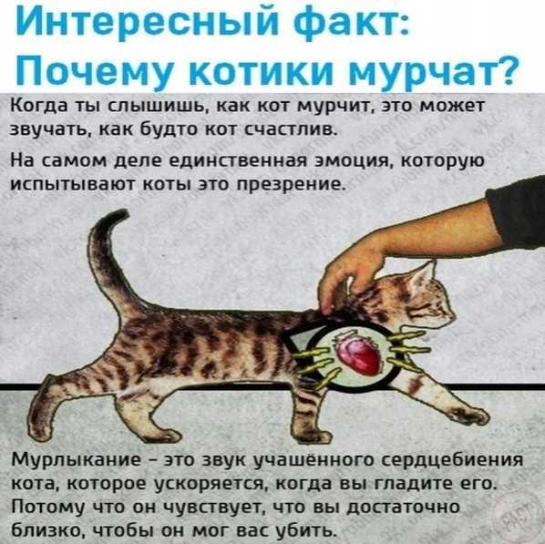 Почему кошки мурчат