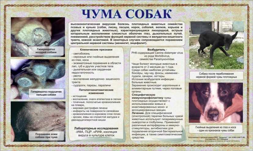 Наследственные болезни собак    [занимательное собаковедение]