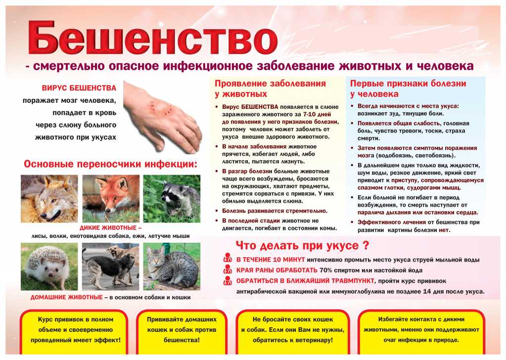 Бешенство у собаки – причины, симптомы, лечение