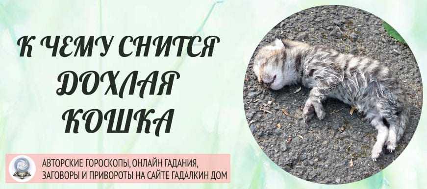 К чему снятся говорящие коты