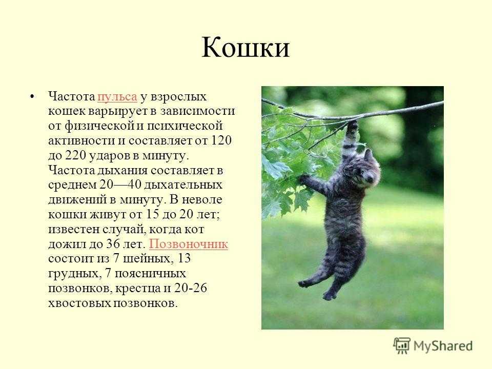 Давление у кошек