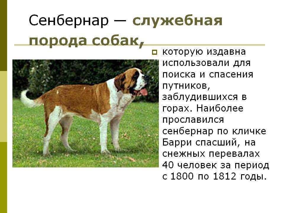 Породы собак — список с названиями и фото